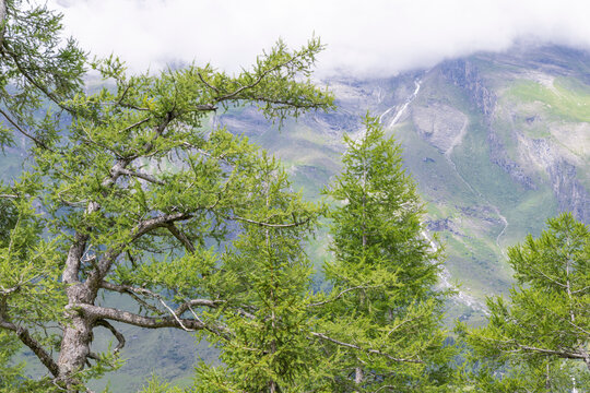 L&auml;rche, Baum, Landschaft, Gro&szlig;glocknergebiet,.