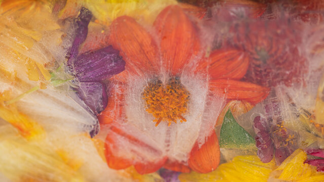 seamless and colorful summer flowers with cosmos and dahlia background