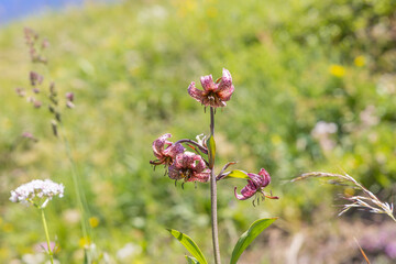 Türkenbundlilie, Blume, Natur, Makro, Blüten. © G. Maierhofer