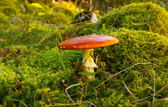 Fliegenpilz, Herbst, Makro, Natur, Moos