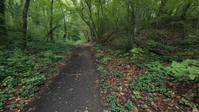 Hiking trail path in dense green forest woods with trail marker on tree trunk