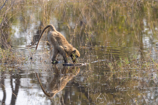 Baboon thirst