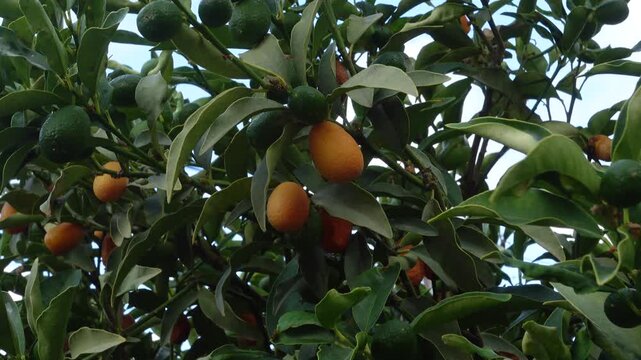 Kumquat tree with unripe green and ripe orange fruits between green leaves swaying in the gentle wind
