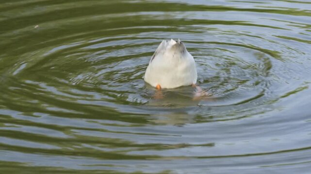 Duck Dabbling Underwater with Tail Above the Water