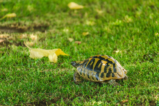 Patterned tortoise resting on green grass