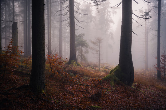 Natural woodland in Bavaria with fallen branches weathered tree stumps and autumn leaves emerging through thick fog on a quiet early morning.