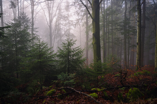Dense fog drifts through a forest in the Bavarian Forest Germany revealing layers of tree trunks above a dark floor covered with autumn foliage.