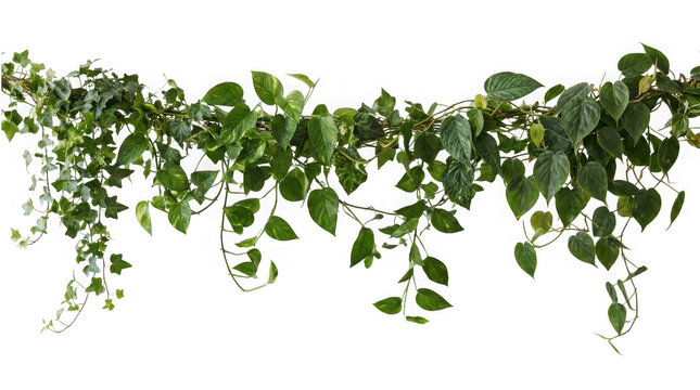 Green ivy and pothos vines hanging down isolated on transparent background