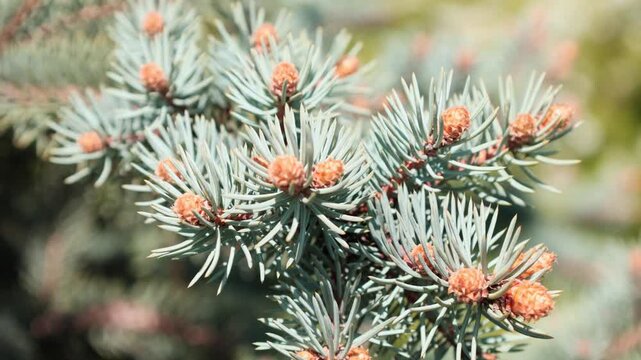 Blue spruce tree branches displaying bluish-green needles and clusters of small, brownish-orange buds.