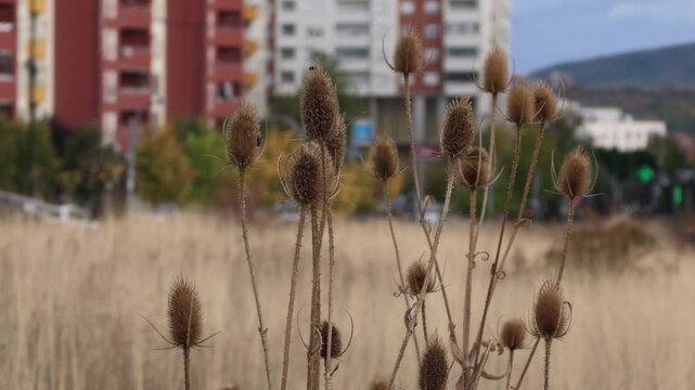 dried spiky seed heads of fuller's teasel, dipsacus fullonum, swaying in the wind with blurred urban background video