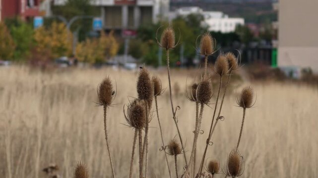 dried spiky seed heads of fuller's teasel, dipsacus fullonum, swaying in the wind with blurred urban background video