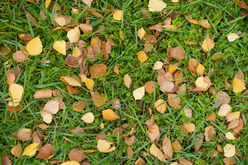 Green grass covered with fallen leaves of birch in October © Anna
