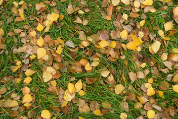 Green grass covered with fallen leaves of birch in October © Anna