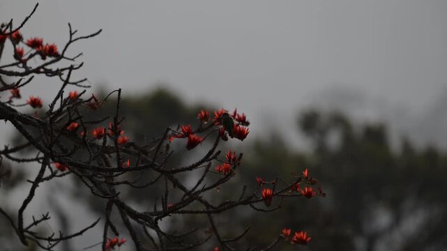 Wild Birds Perched on Flame of the Forest Flowers Glowing Like Fire in the Evening Light, Kerala, India