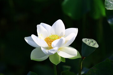 white Lotus flower blooming in the pond with dark background © qaz1235