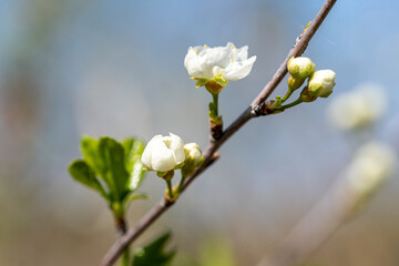 Close up of spring cherry blossom branch on blurred background © polikarpovaart