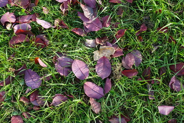 Purple fallen leaves in the grass in October © Anna