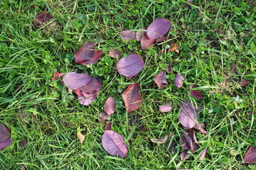 Purple fallen leaves in the grass in October © Anna