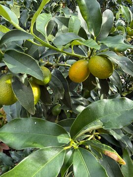 Vertical photo. A detailed close-up shot shows bright, ripe kumquats hanging from the leafy branch of a citrus tree. The bright orange fruits contrast beautifully with the glossy green foliage.