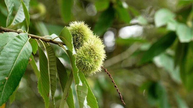 Fresh green sweet chestnut burrs (Castanea sativa) growing on a tree branch. Fuzzy spiky seed pods covered in sharp needles surrounded by long serrated leaves