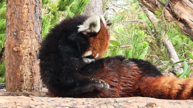 Red panda or Ailurus fulgens, actively grooming its fur on a fallen log in a natural forest setting, showcasing its distinctive coloration and a moment of self-care in its wild habitat
