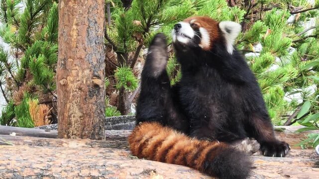 Red panda, a small arboreal mammal with reddish-brown fur and a long bushy tail, is sitting on tree branch, scratching its head while looking into distance amidst lush green foliage. Ailurus fulgens