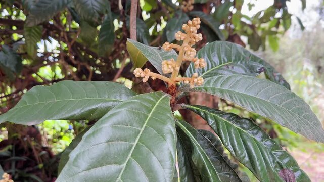 Loquat tree flower buds and large glossy green leaves close-up in garden video