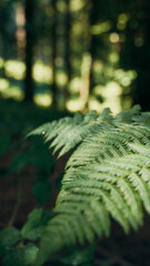 Curving fern leaf catching soft light in deep shade © francescosgura