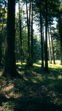 Patches of sunlight on green undergrowth in a quiet forest