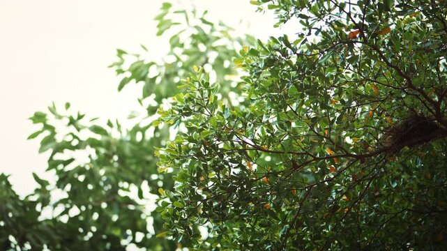 Close up of lush green tree branches and fresh leaves illuminated by soft natural sunlight, beautiful tropical foliage with bright sky and blurred greenery background.