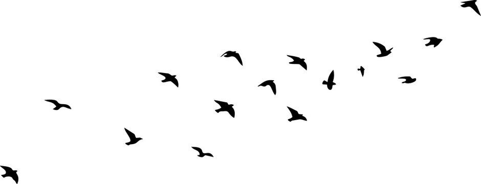 Large flock of birds flying in formation against white with black