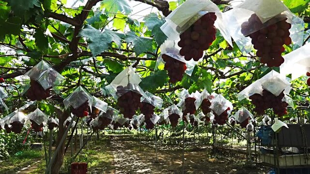 Low angle view of vineyard panning left across rows of hanging bagged grapes in autumn