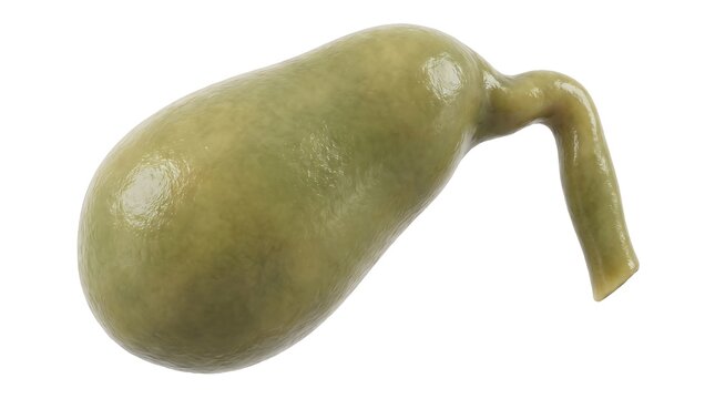 Human gallbladder organ isolated on white background.