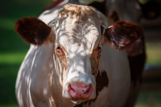 Montb&eacute;liarde cow under the trees in the Jura Mountains - France