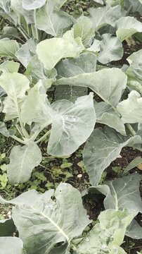 Ripresa ravvicinata di rigogliose piante di cavolo all'interno di un orto biologico