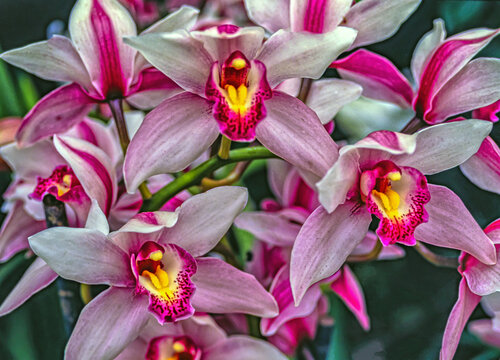 Dendrobium orchid in studio setting