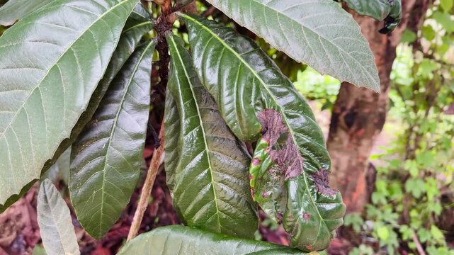 Loquat tree leaves with dark damaged patches and holes close-up video