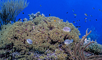 Caribbean coral garden, underwater Bonaire © John Anderson
