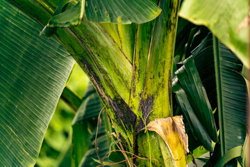 banana tree leaves © MIKE