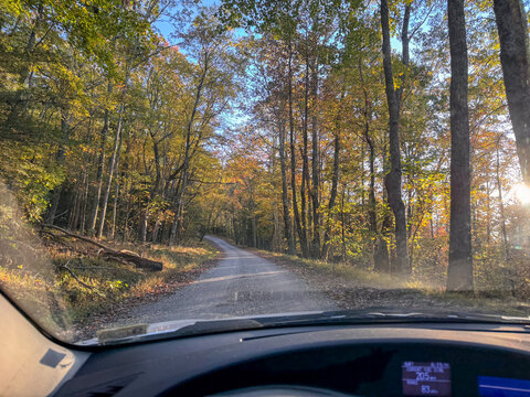 Treelined country road seen from car