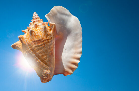 Seashell against blue sky with sun