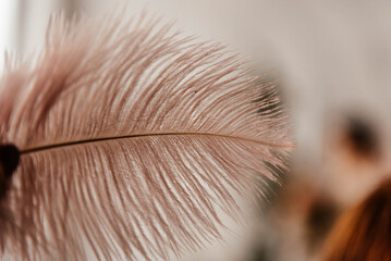 Extreme close-up of a delicate pale pink feather showing fine barbs and intricate natural texture, with a warm neutral background and shallow depth of field. © Antonina Polezhayeva