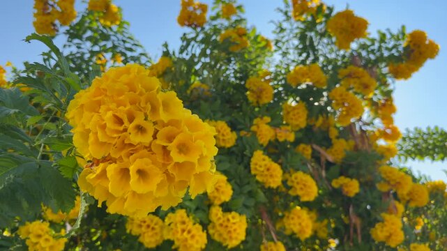 Golden Tecoma stans flowers cluster on leafy branches, representing official flower of United States Virgin Islands and floral emblem of Bahamas. Sunlit blooms stand out against blue sky.