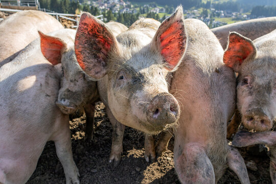 pig_farm