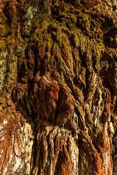 Close-up of redwood bark in Redwood National Park