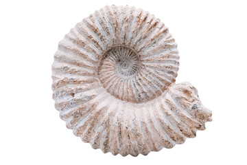 Isolated ammonite fossil specimen displaying spiral shell detail on white background. Natural history and science concept. © EdNurg