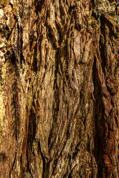 Close-up of redwood bark in Redwood National Park