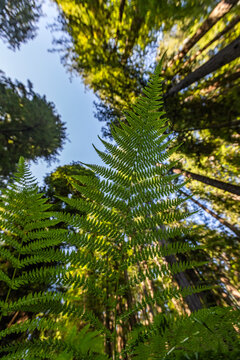 Upview of fern lean in Redwood National Park