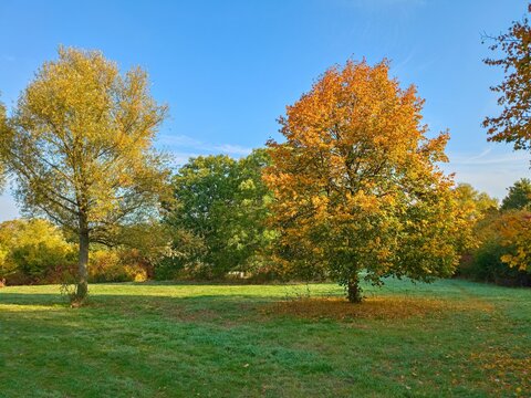 F&uuml;r einen herbstlichen Spaziergang direkt in und um Hannover-Bemerode bieten sich im  goldenen Oktober wunderbare , farbenfrohe Einblicke in Die Natur.