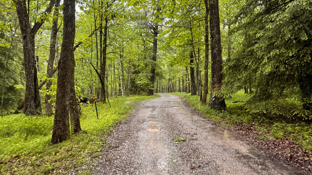 Empty gravel road through forest